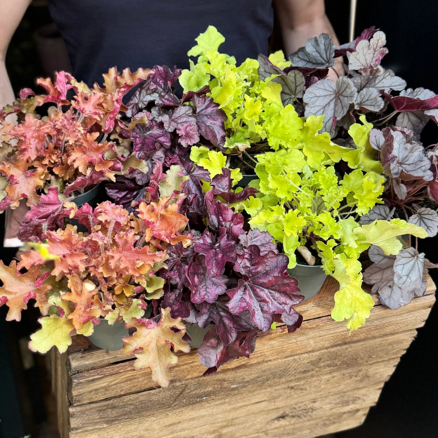 Keijunkukka Heuchera, lajikevalikoima