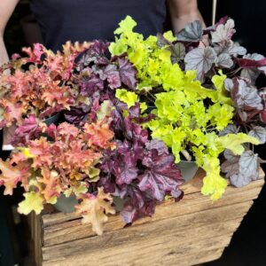 Heuchera assortii