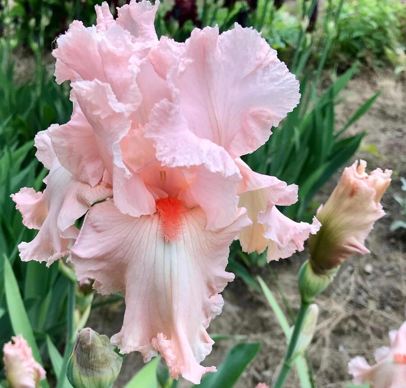 Aediiris "Beverly Sills" 2L pott