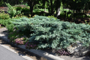Juniperus x media "Pfitzeriana Glauca"