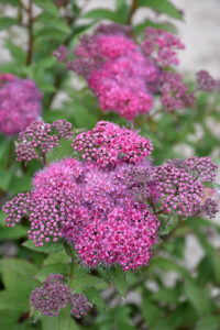 Spiraea japonica "Denistar" 15 cm pott