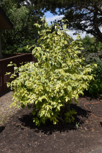 Cornus sericea "Hedgerows Gold" +/-1 m 20 cm pott