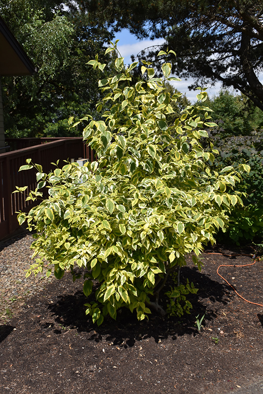 Cornus sericea "Hedgerows Gold" +/-1 m 20 cm pott