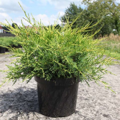 Juniperus pfitzeriana "Kuriwao Gold" 20 cm vazonas