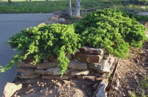 Creeping Juniper Juniperus procumbens "Nana"
