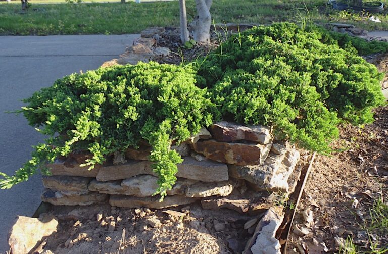 Juniperus procumbens "Nana"