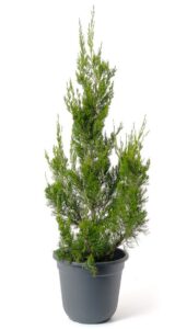 Juníperus virginiana "Schottii" 20 cm vazonas