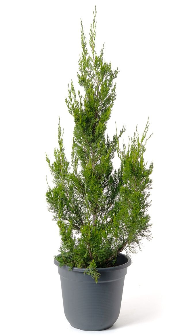 Juníperus virginiana "Schottii" 20 cm ruukku