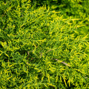 Pfitzer Juniper Juniperus × pfitzeriana "Gold Coast" 15 cm pot