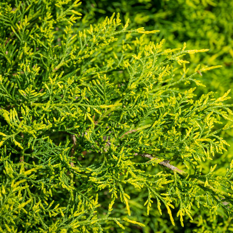 Juniperus × pfitzeriana "Gold Coast" 15 cm pods