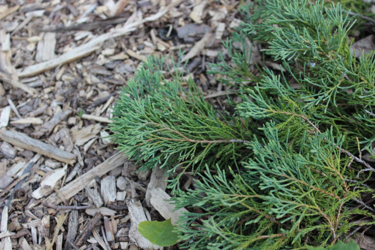 Juniperus horizontalis "Andorra Compact" 20 cm pods