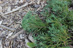 Juniperus horizontalis "Andorra Compact"