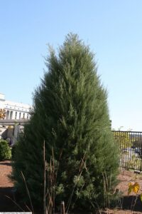 Juníperus virginiana "Burkii" 20 cm pot