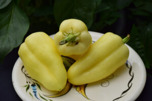 Capsicum an. "Kvadry H"