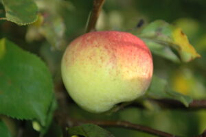 Malus domestica "Karksi Renett"