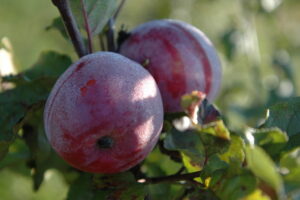 Malus domestica "Katre"