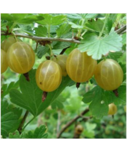 Ribes uva-crispa "Kuršu Dzintars"