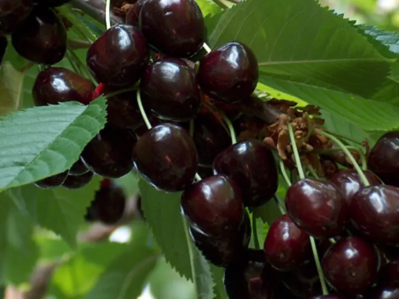 Prunus avium "Leningradi Must"