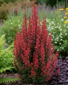 Berberis thunbergii "Red Torch" 20 cm pot