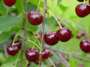 Prunus cerasus "Läti-Leedu Madalkirss"