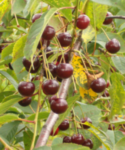 Prunus cerasus "Latvijas Zemais"