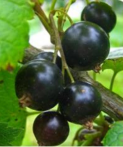 Mustaherukka Ribes nigrum "Leningradskij velikan", 2 l ruukku