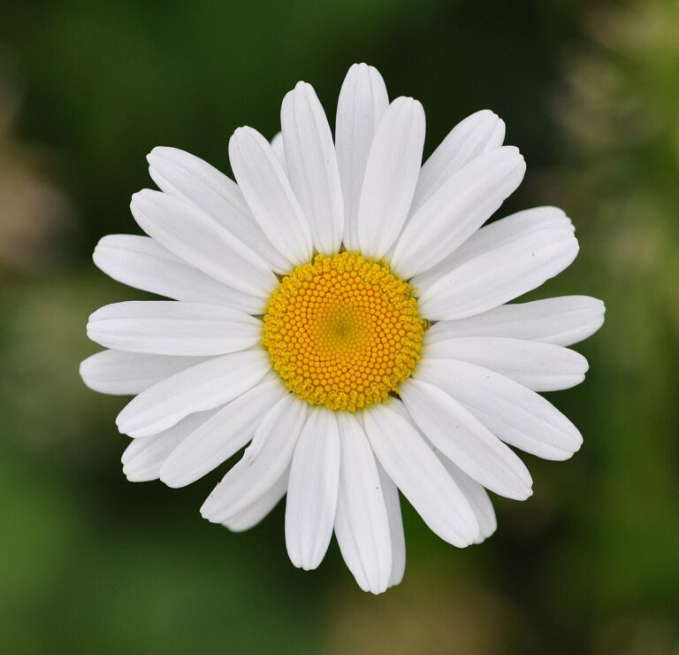 Karikakrad