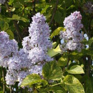 Syringa v. "Aucubeafolia"