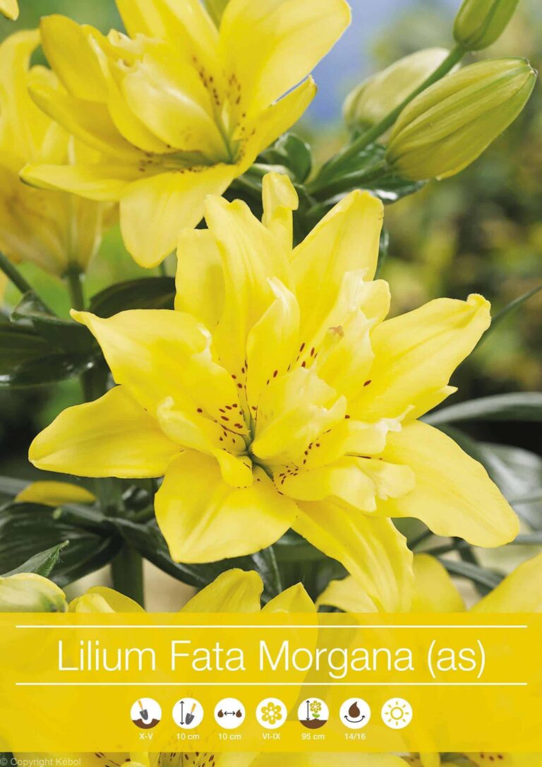 Lilium "Fata Morgana"