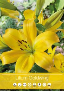 Lilium "Goldwing"