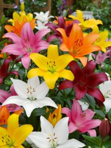 Lilium assortii