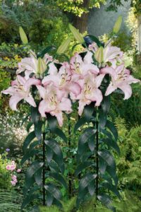 Lilium "Brasilia"