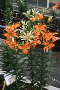 Lilium "Must See"