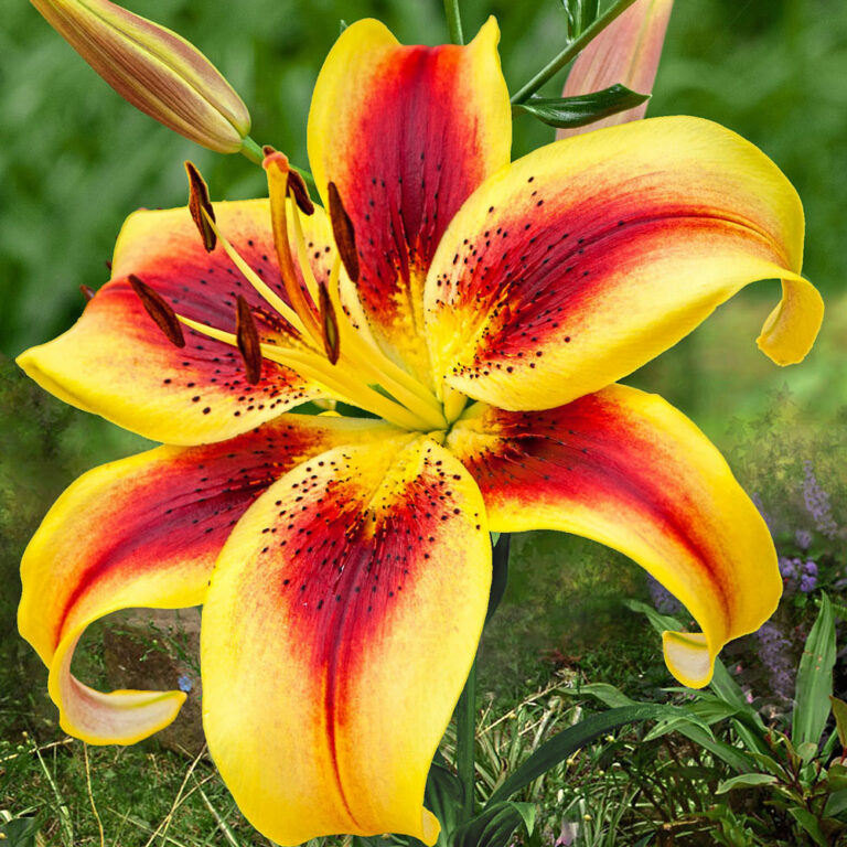 Lilium "Viva la Vida"