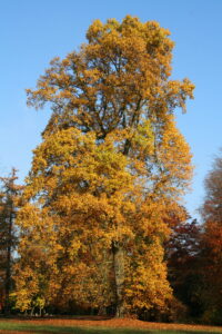 Liriodendron tulipifera suuri