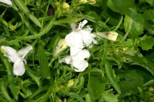 Lobelia White Star