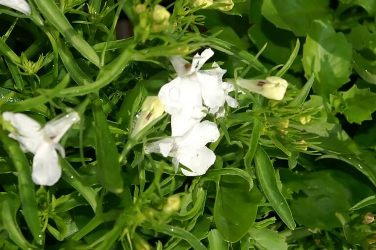 Lobelia White Star