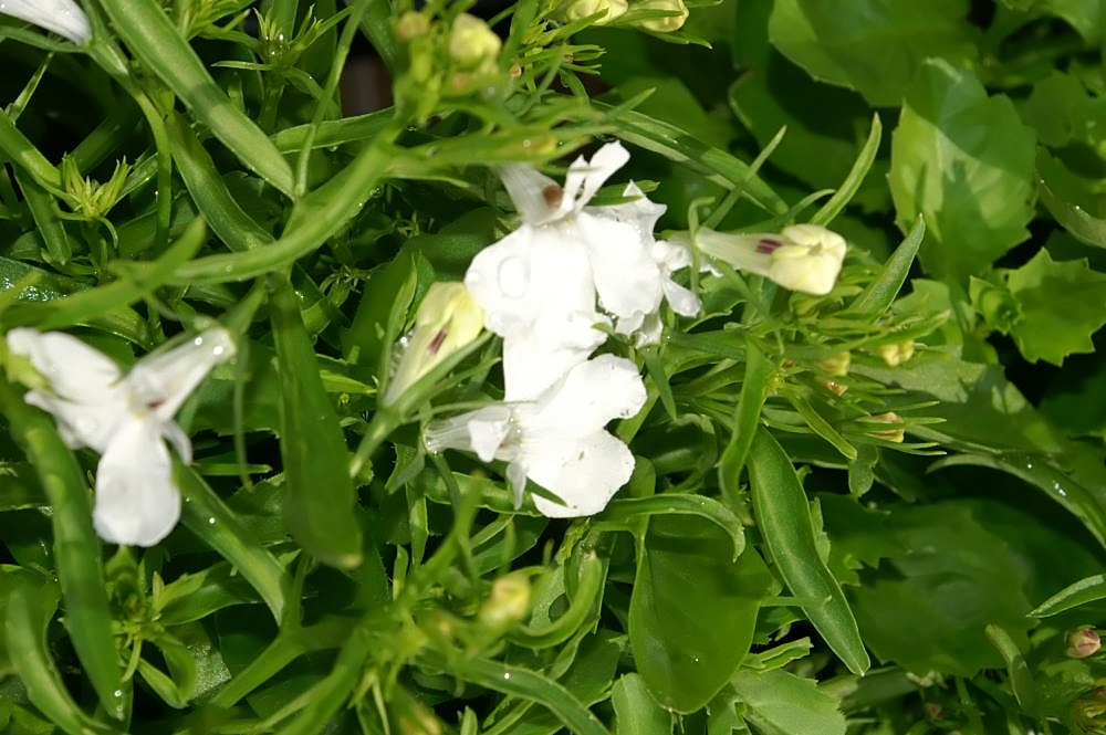 Lobelia White Star