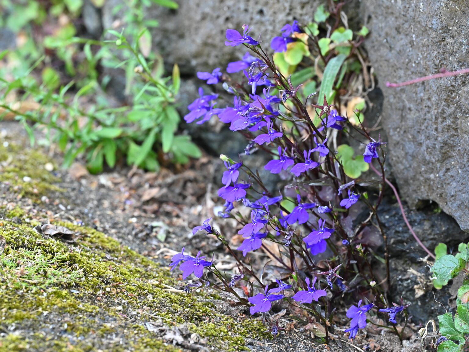 Lobelia erinus "Bahari Blue"