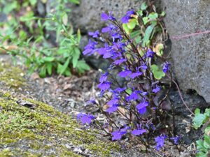 Lobelia erinus "Bahari Blue"