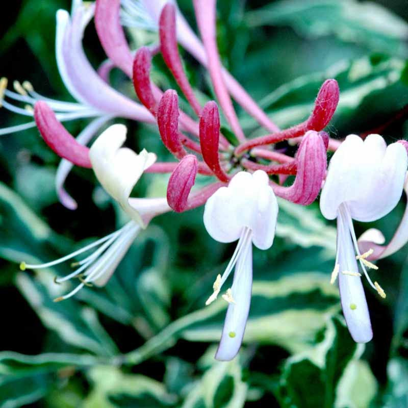 Lonicera italica "Harlequin"