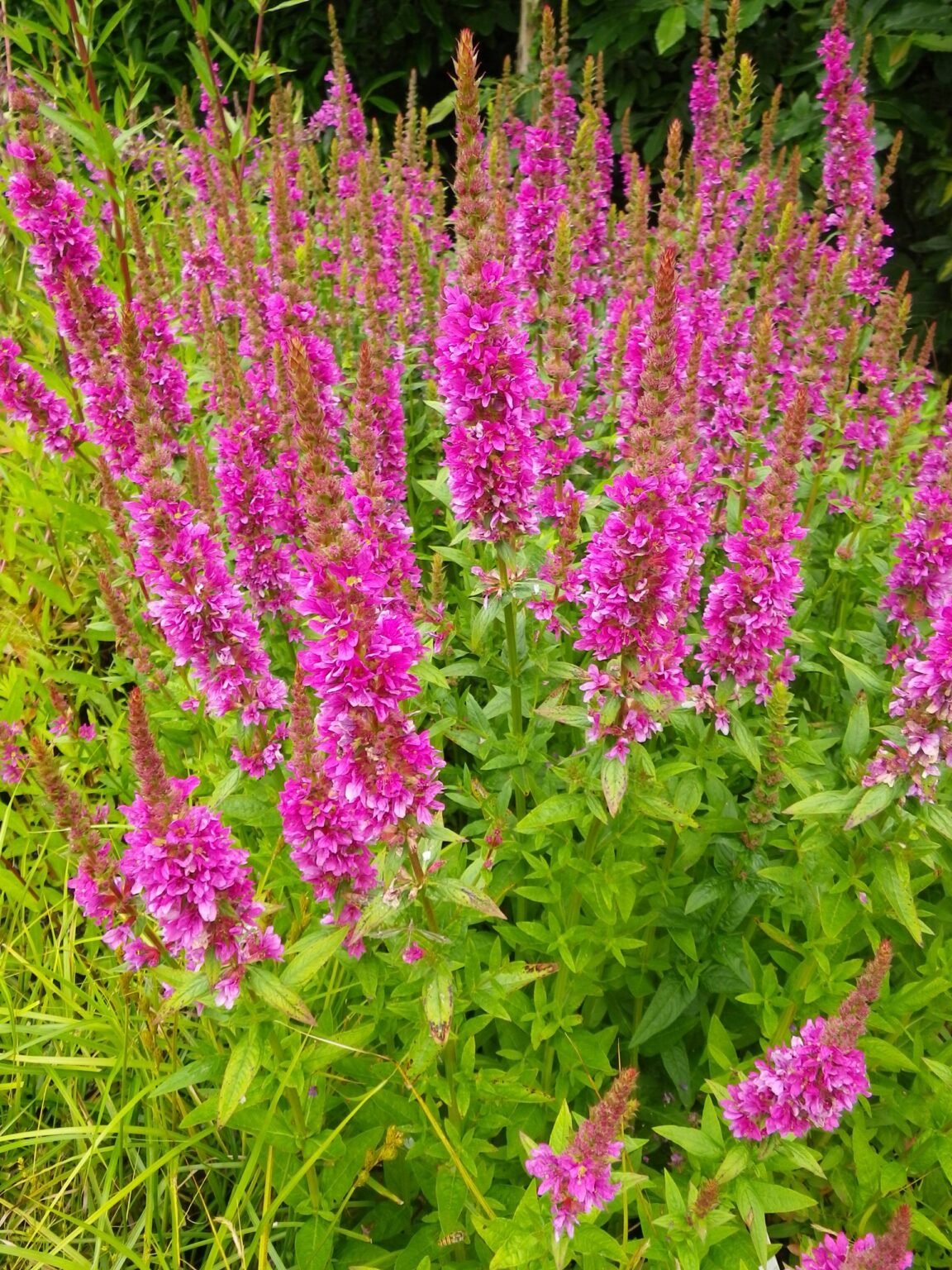 Rantakukka (Lythrum salicaria), 9 cm ruukku