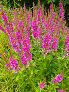 Lythrum salicaria P9