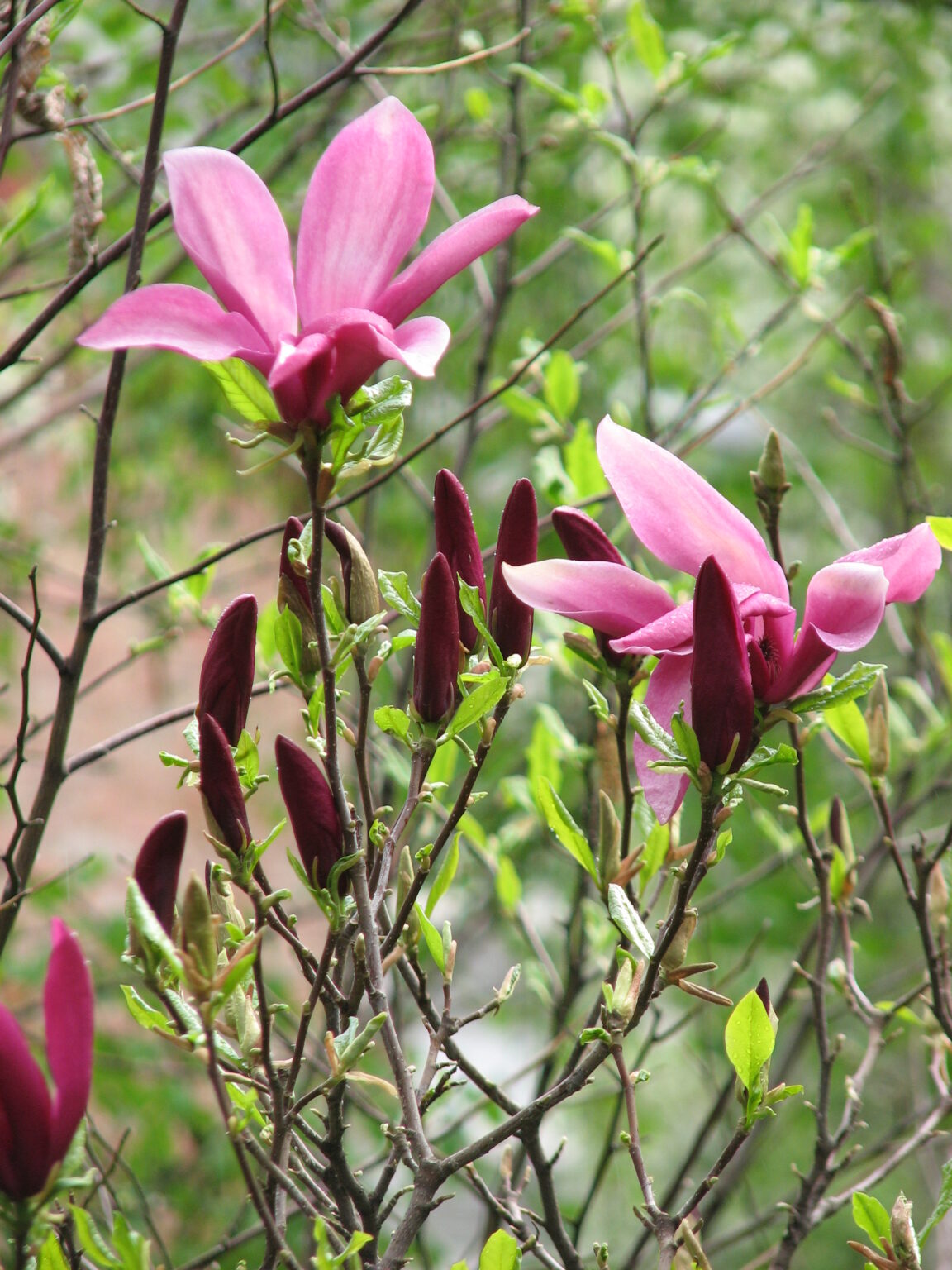 Magnolia Susan +/-1,4m