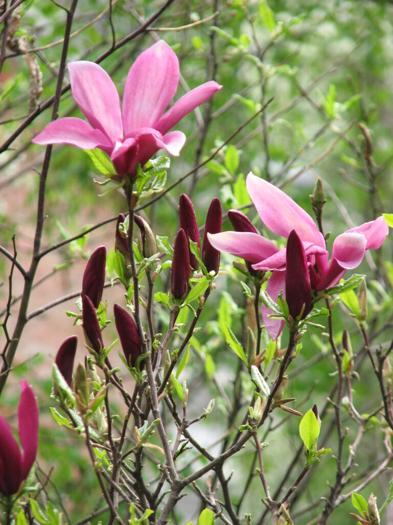 Magnolija "Susan"