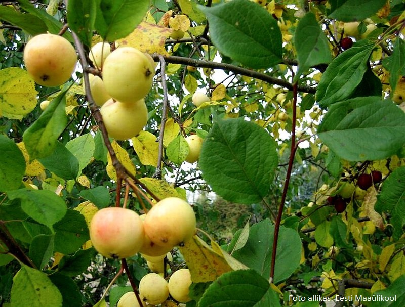 Яблоня Malus domestica "Salla"