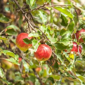 Malus domestica "Cortland"