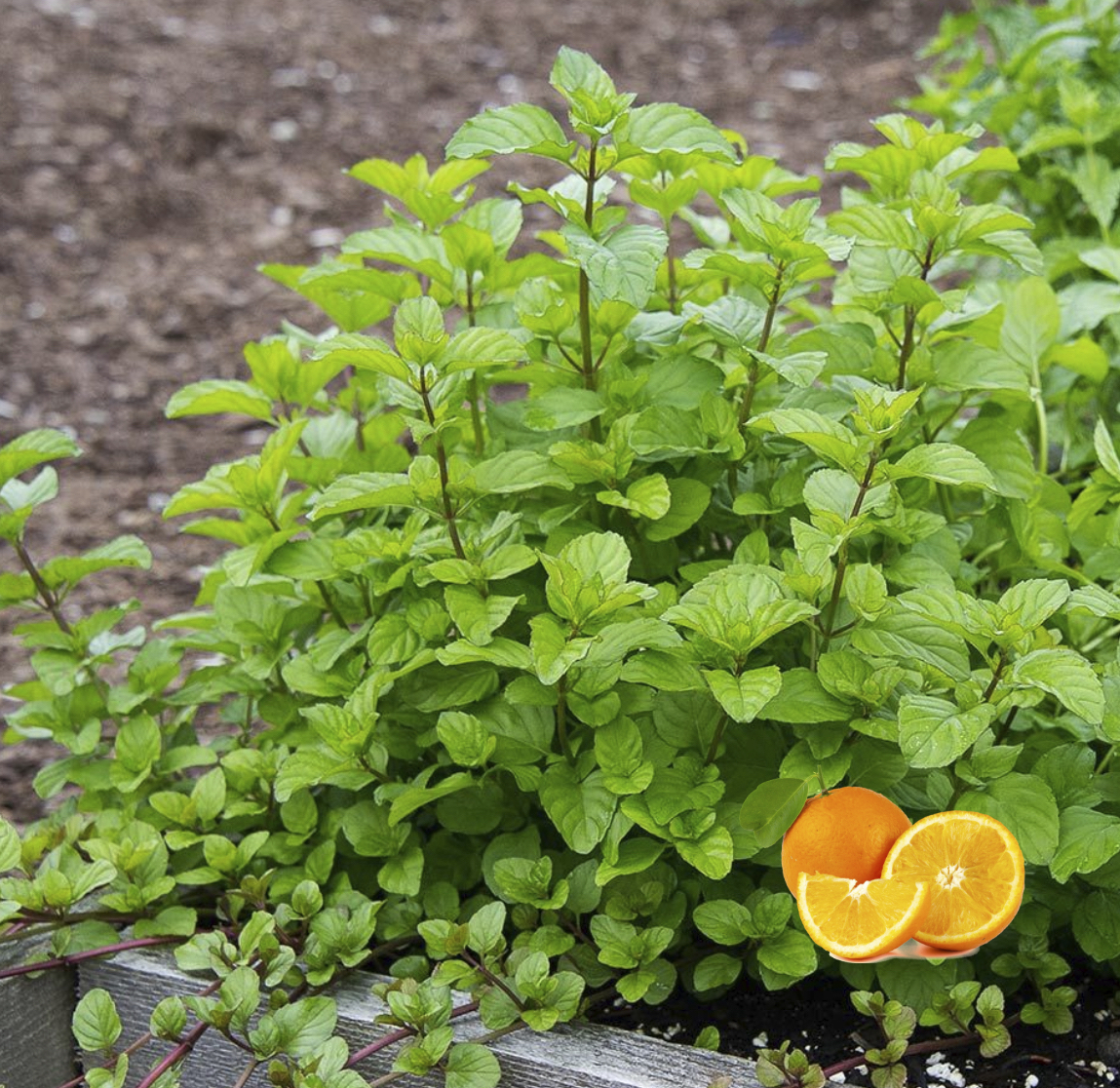 Mentha x piperita "Orange Mint" P9