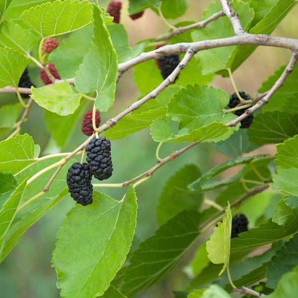 Morus rotundiloba "Mojo Berry" Matsunaga 1 l