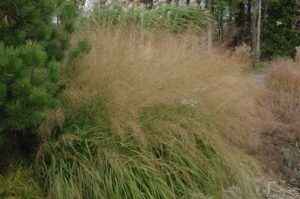 Molinia arundinacea "Karl Foerster" 3 L